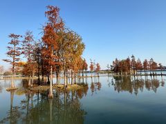 -贡湖湾湿地公园