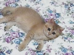 -东方名猫馆·英短金渐层布偶猫舍(环线广场1号楼店)