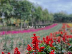 -丹樱生态园