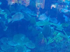 -迪拜水族馆及水下动物园