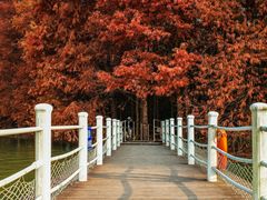 -上海海湾国家森林公园