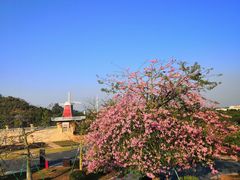 -东莞植物园