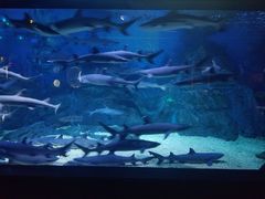 -烟台海昌鲸鲨海洋公园