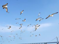 -大连星海广场音乐喷泉