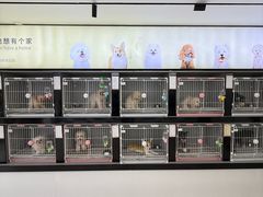 -翊宠yipet猫狗购宠庄园犬舍•猫舍