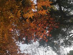 -中国茶叶博物馆(双峰馆区)