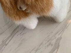 -艾贝尔宠物诊疗
