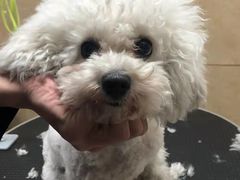 -佳雯宠物医院·皮肤科·内外科(春晓路分院)