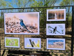 -野鸭湖国家湿地公园