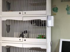 -东方名猫馆·英短金渐层布偶猫舍(环线广场1号楼店)