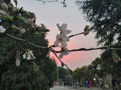 -武汉大学-樱园