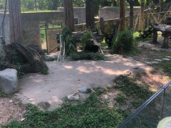 -都江堰中华大熊猫苑