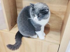 -是阿柴呀！柴犬咖啡·爱喵喵猫咖