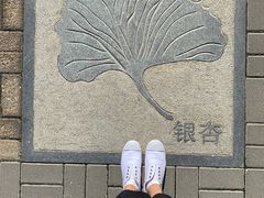 -大兴滨河森林公园