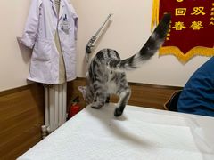 -瑞派·关忠动物医院·异宠专科·犬猫肿瘤·皮肤专科(望京店)