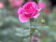 -郴州特产舜华临武鸭(郴州西站店)