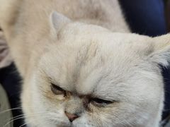 -喵屿·大理花园猫咖