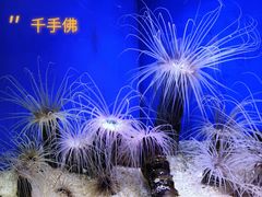 -上海海洋水族馆