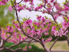 -海棠花溪(元大都城垣遗址公园)