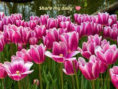 -上海滨江森林公园