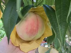 -老袁家蜜桃农场·阳山水蜜桃