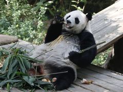 -广州长隆野生动物世界