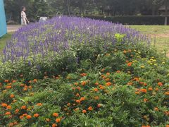 -武汉紫薇都市田园