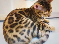 -糯米喵星人·撸猫猫舍咖啡馆(西市场嘉华店)