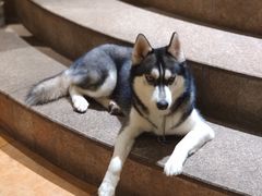 -more than meow吴止猫主题餐厅(承德 中船汇店)