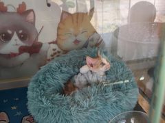-糯米喵星人总部直营旗舰店·猫舍·幼猫出售