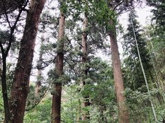 -东天目山风景区