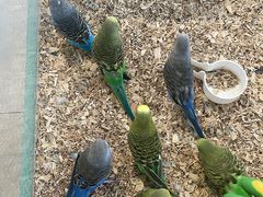 -怪兽屋·羊驼·猫咖·狗咖(俊华广场店)