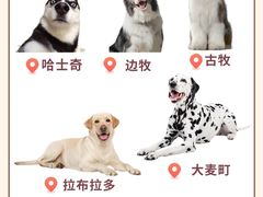 -翊宠yipet猫狗购宠庄园犬舍•猫舍