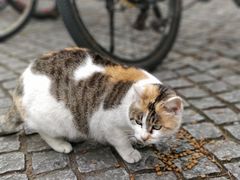 -同济大学(嘉定校区)