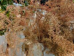 -金湖港式餐厅(建外店)