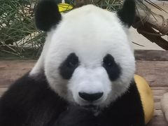 -海南热带野生动植物园