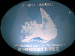 -金钉子远古世界景区