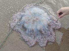 -南澳海滩