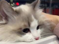 -伟伟宠物医院·瑞派猫友好医院·猫科(光谷店)