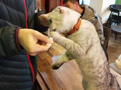 -李小姐の猫咖啡馆(五角场店)
