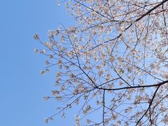 -杭州植物园