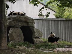 -卧龙中华大熊猫苑神树坪基地