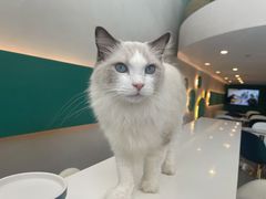 -飞行喵MR PILOT|猫舍·猫咖(静安大融城店)