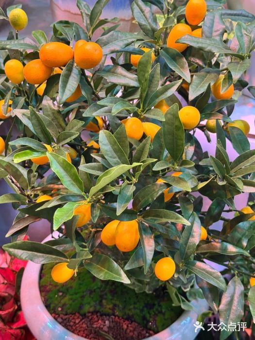 长春青怡坊鲜花批发(青怡坊花鸟市场店)图片