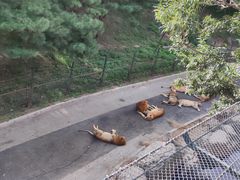 -大连森林动物园