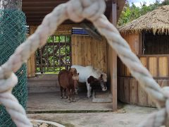 -佛冈森波拉度假区