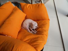-飞行喵MR PILOT|猫舍·猫咖(静安大融城店)