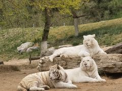 -北京野生动物园