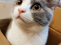 -喵zoo家庭繁育猫舍(尖东智能花园店)