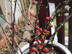 -王捌小院(红花坡店)